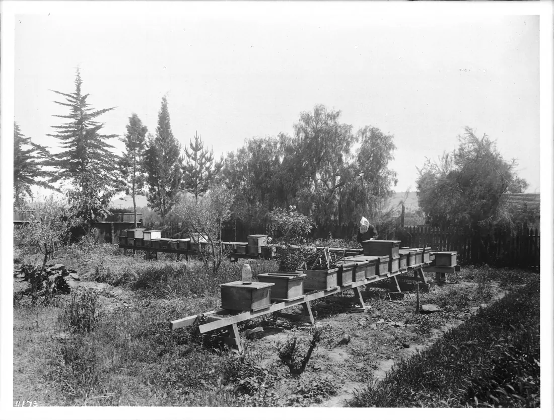 Rows of wooden hives at a California mission, a vintage photograph