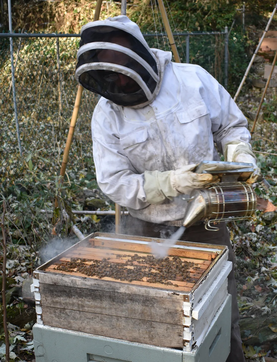 A suited beekeeper works the hives with a smoker