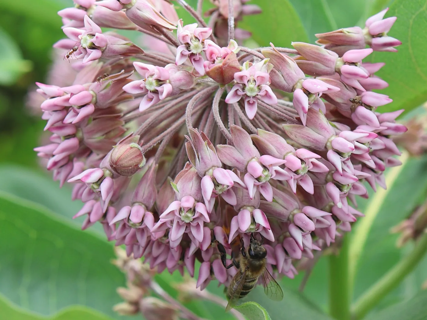 A honeybee gathers nectar from pink flowers