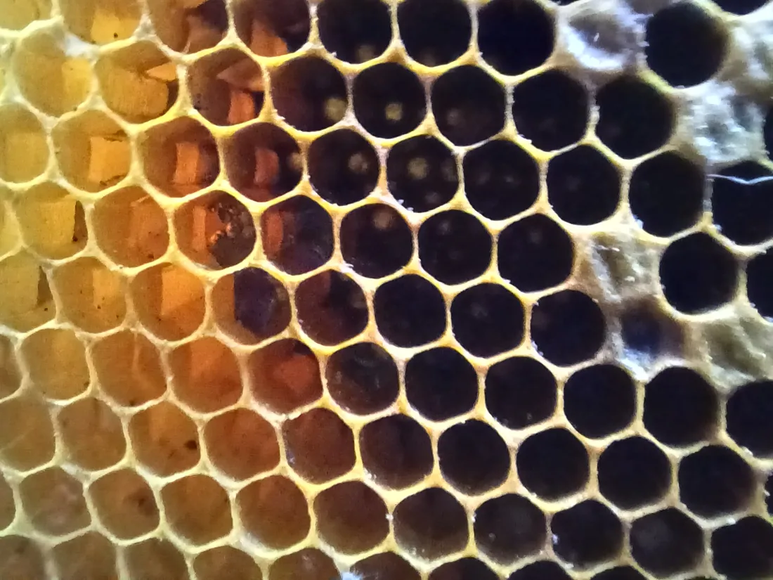 An empty honeycomb showing the cell geometry