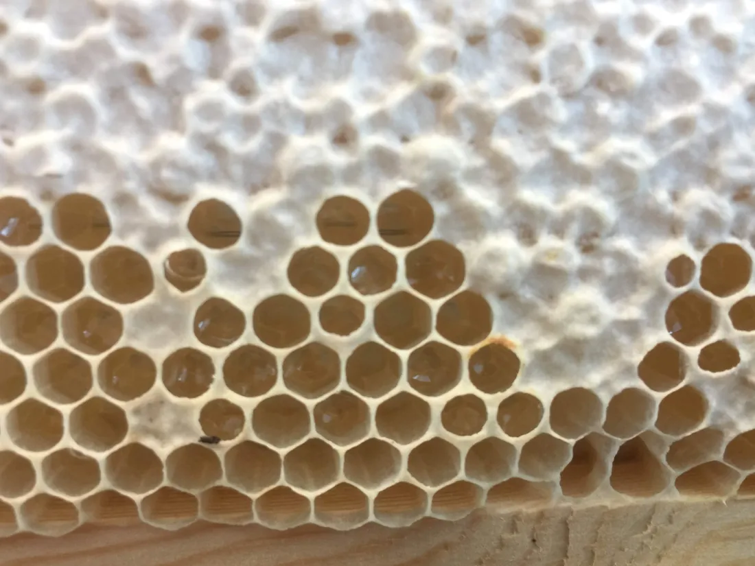 Honeycomb with cells full of capped honey