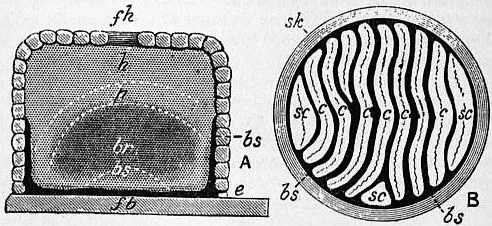 A black-and-white engraving of a straw skep