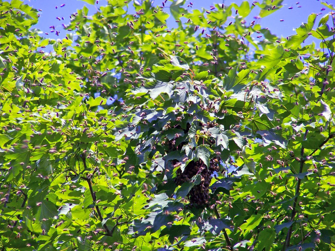 A bee swarm clustered on the branch of a maple