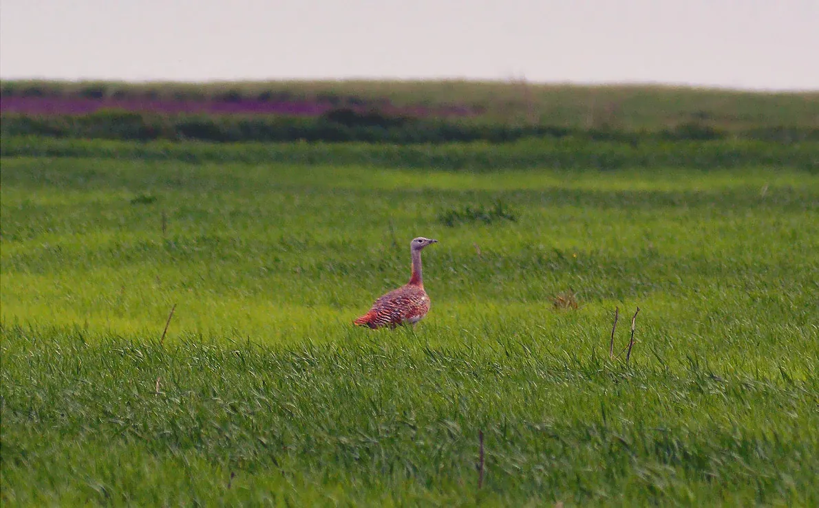 A reddish-brown bustard stands alone in a wide green field.