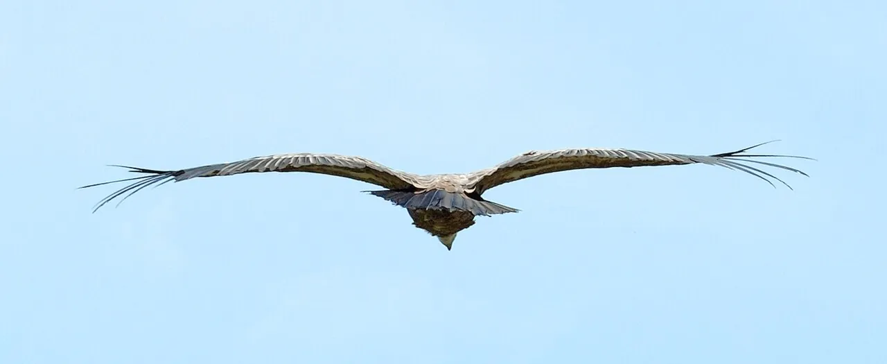 A griffon vulture seen from behind in flight: long wings with feathers spread like fingers, on a blue sky.