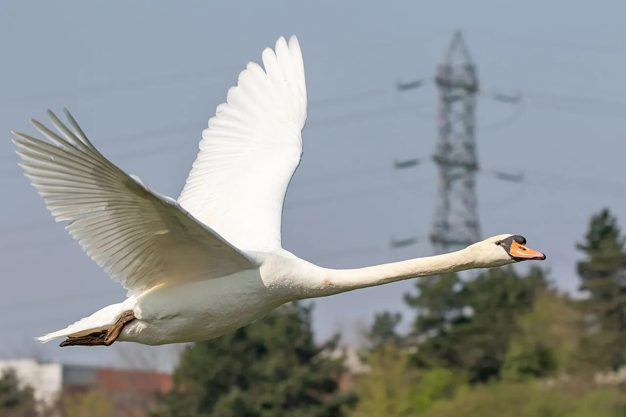 A white swan in flight, neck outstretched and wings wide open.