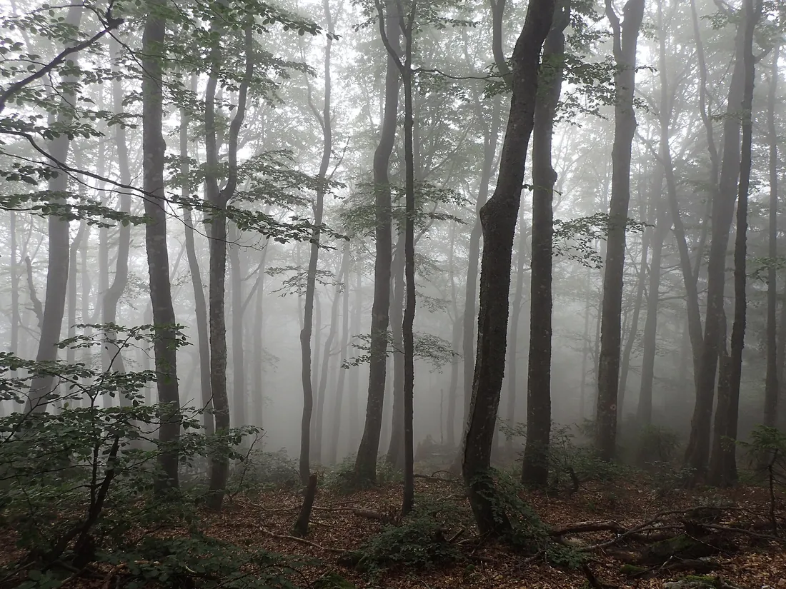Beech forest in the Apuseni mountains