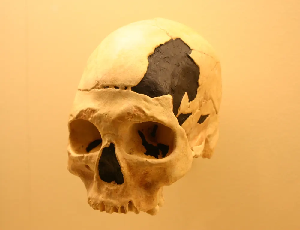 Craniul Oase 2, al altui om modern timpuriu din aceeași peșteră; fotografia arată, probabil, un mulaj.