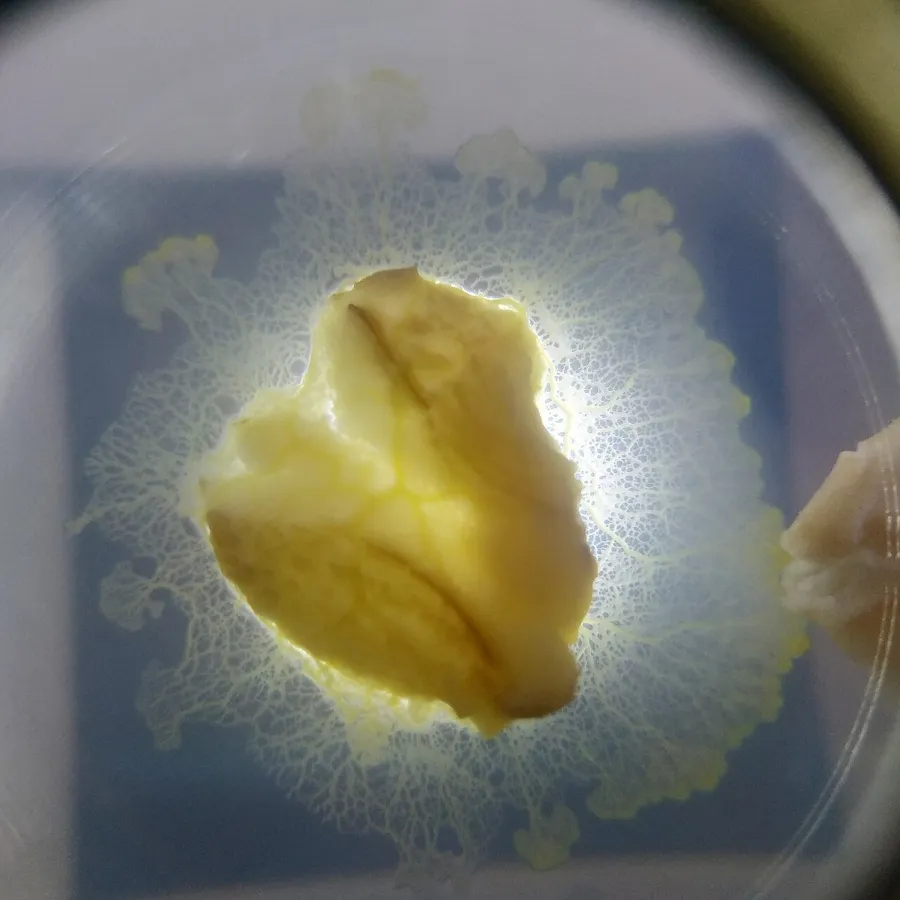Physarum polycephalum crescut în jurul unui fulg de ovăz, într-o cutie Petri