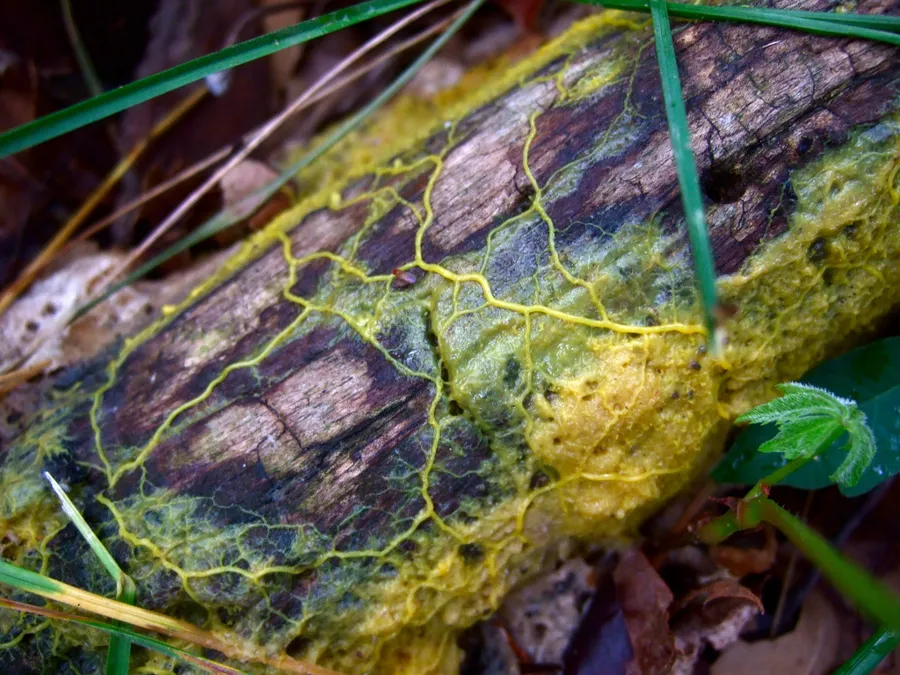 Rețea galbenă de tuburi de Physarum polycephalum pe un trunchi căzut