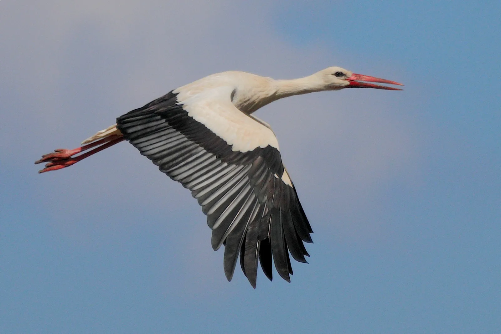 A white stork in flight, wings wide open: white with black tips, neck stretched forward, red legs stretched back.
