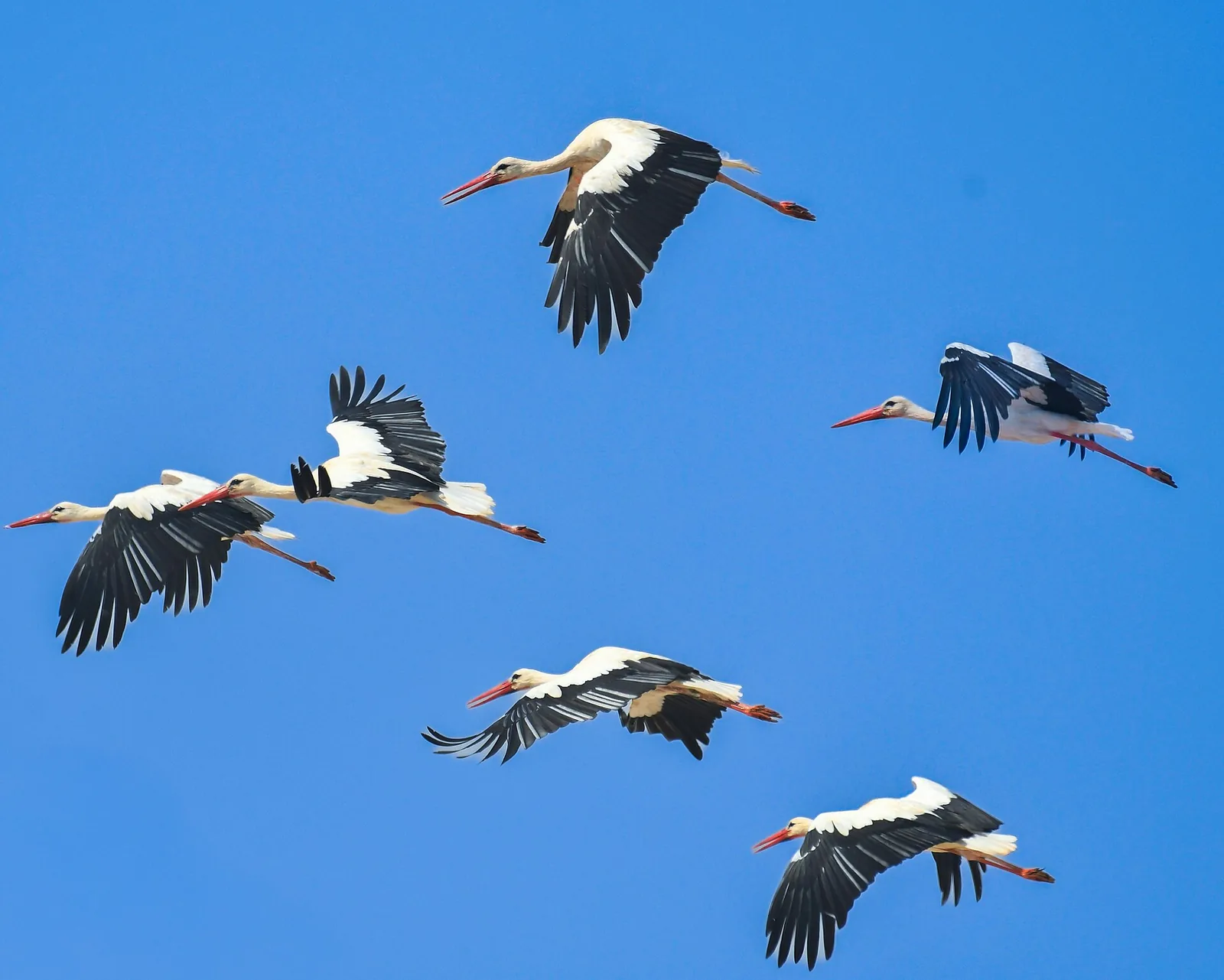 A large flock of white storks on migration, scattered across the sky.