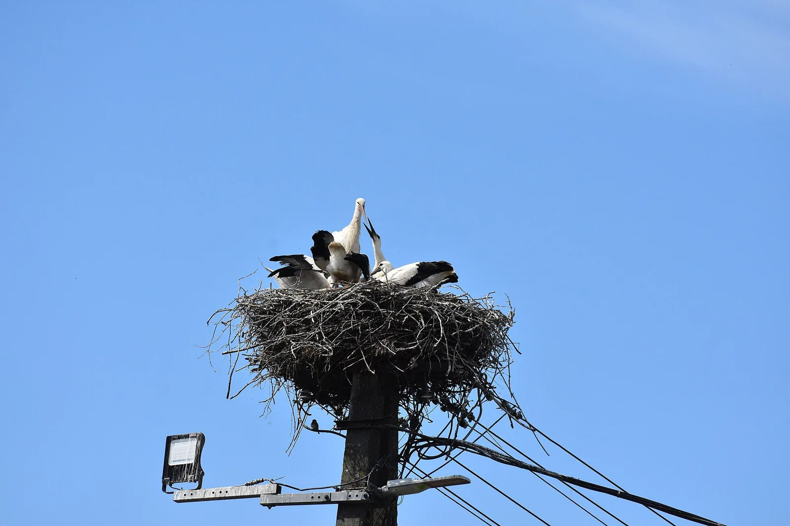 A large stork nest on an electricity pole, with big chicks, nearly fledged, and adults standing guard.