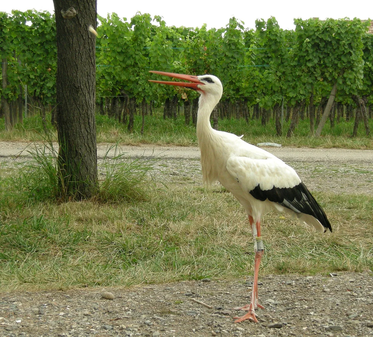 A white stork standing on a meadow, seen from the side: white plumage, black wings, red bill and legs.