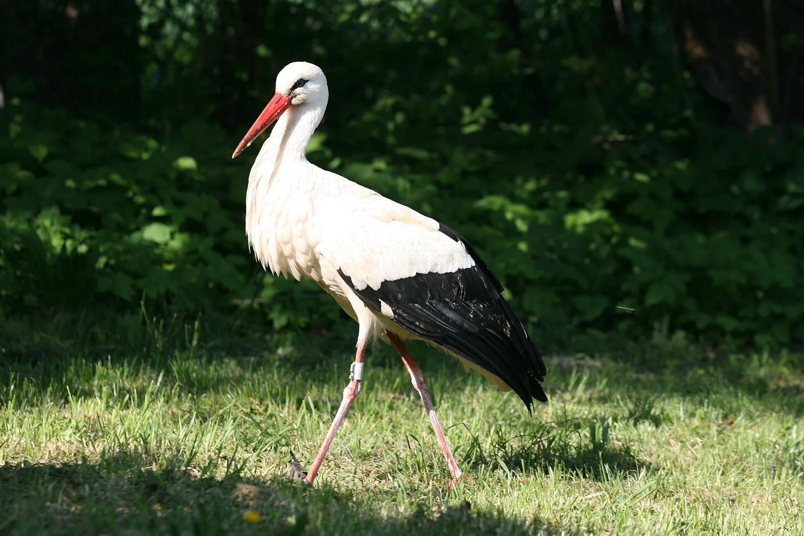 A standing white stork with a small metal ring on its right leg.
