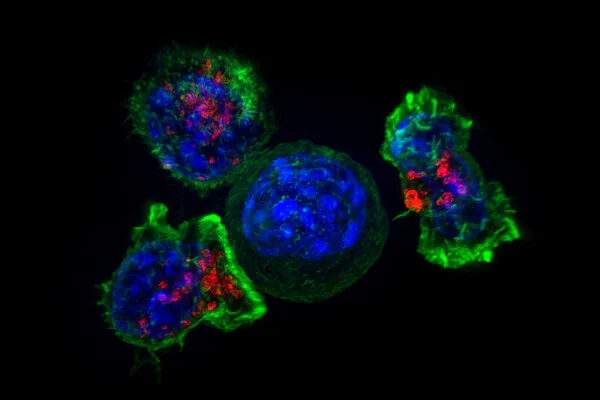 Imagine la microscop de superrezoluție cu mai multe limfocite T (verde și roșu) în contact strâns cu o celulă canceroasă (albastru) în centru