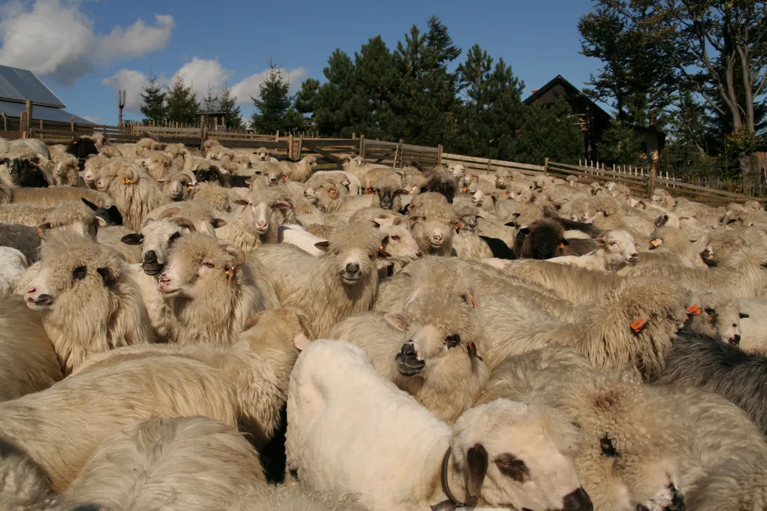 Redyk de toamnă la Korbielów, Polonia: întoarcerea de la munte.