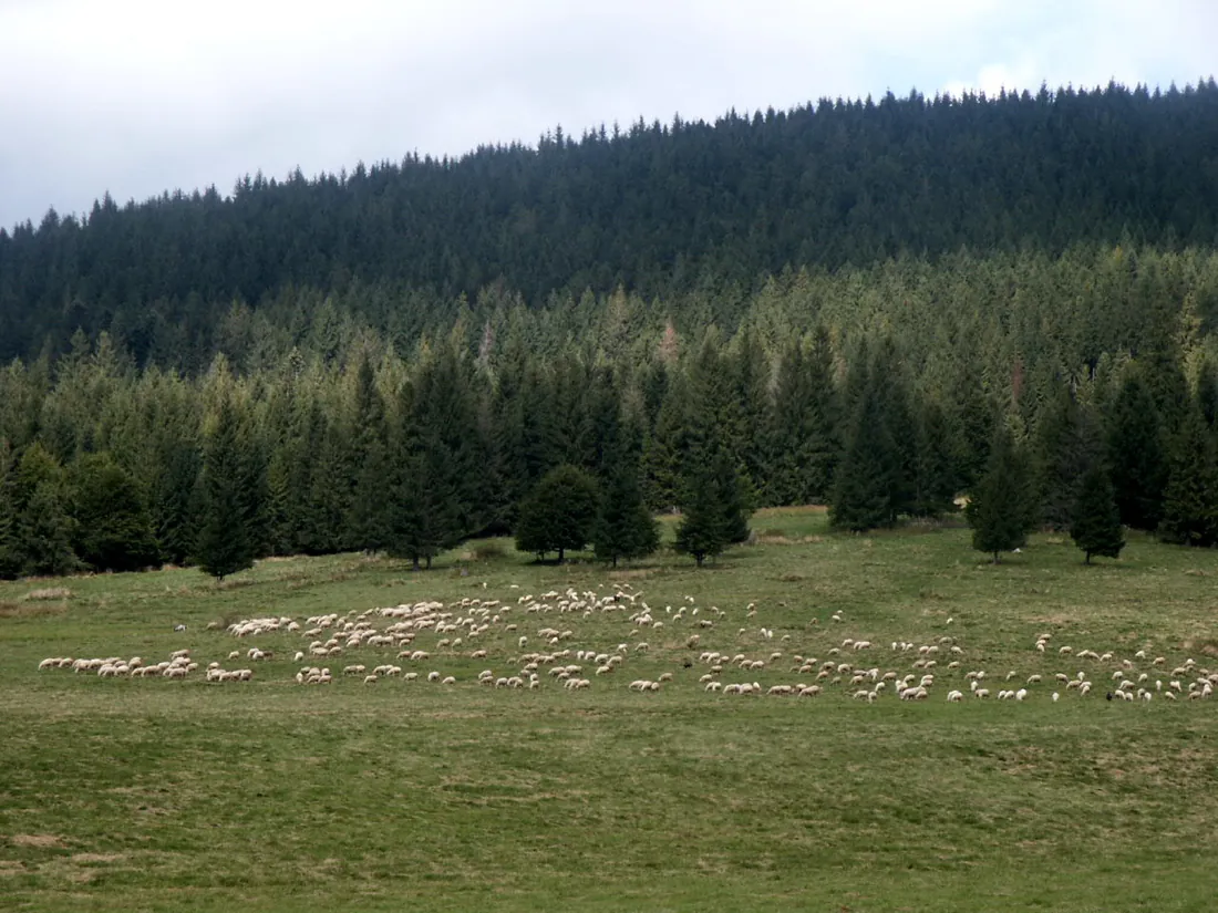 Oi în Tatra de Vest, pe unde ciobanii treceau cu turmele.