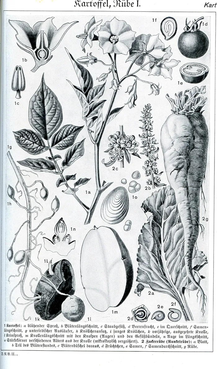 Potato plate from the Brockhaus encyclopedia, 1937