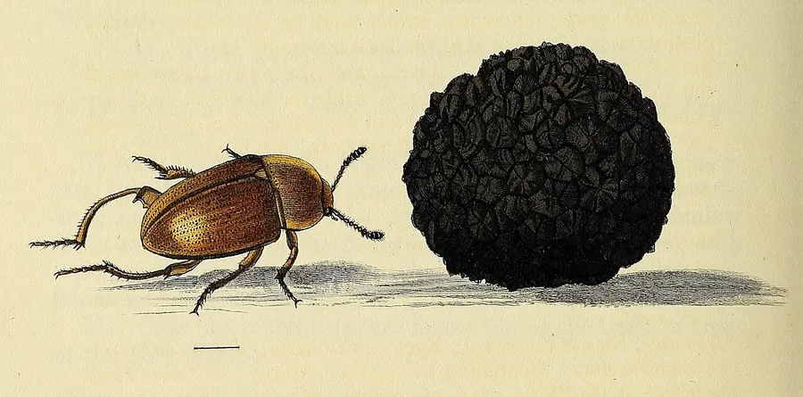 English engraving with truffles from the first half of the nineteenth century