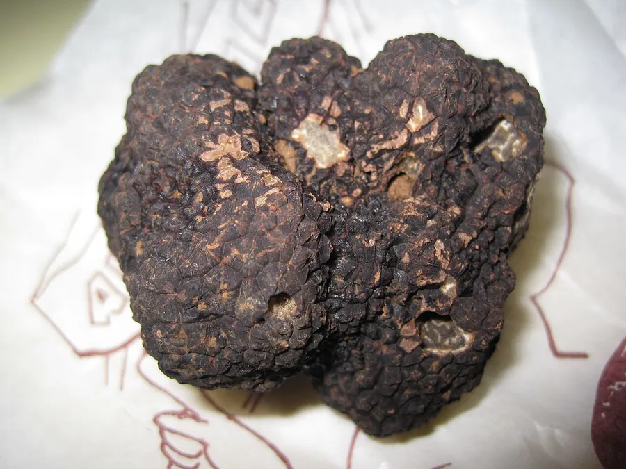 Black truffle seen up close