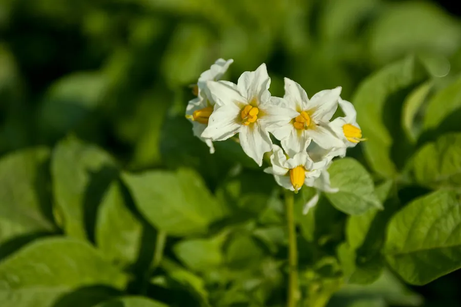 White potato flowers in the field