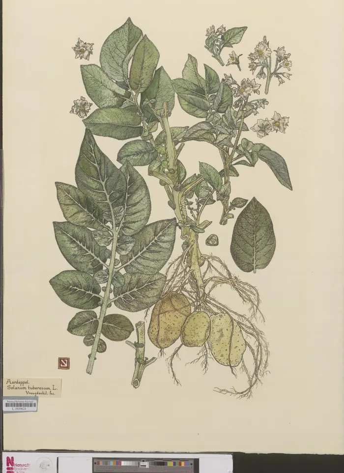 The flowering potato, in a botanical plate