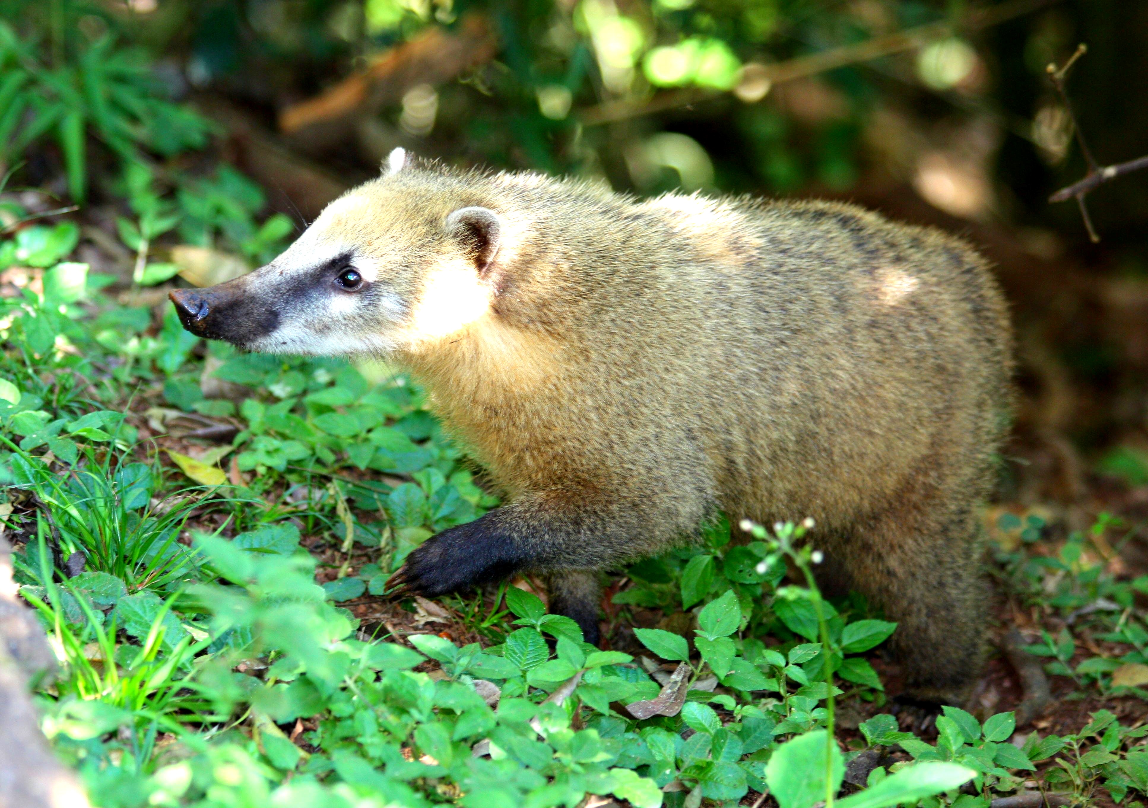 Un coati cu nas alb lângă căderi, 2013