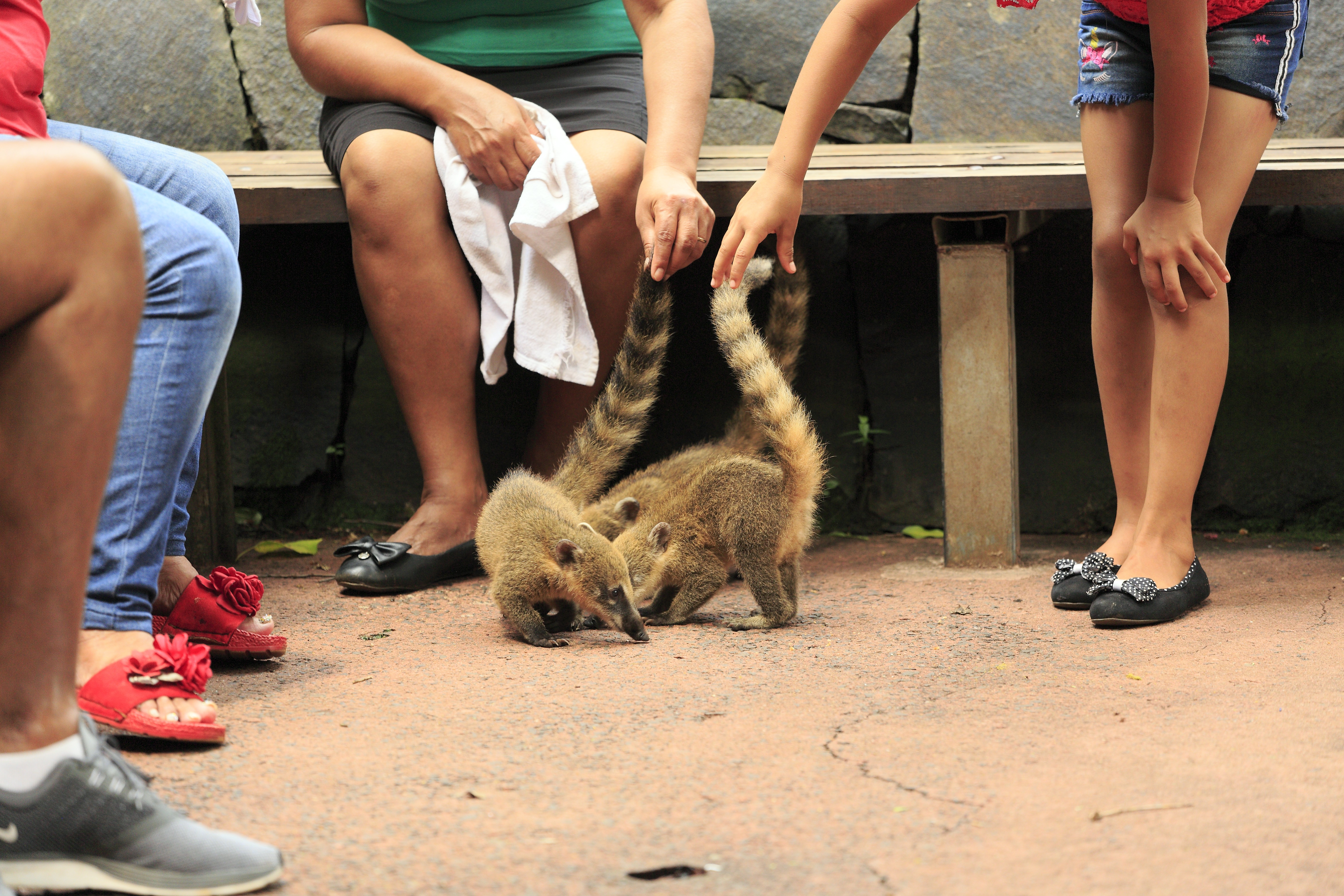 Coati sud-americani, 2020