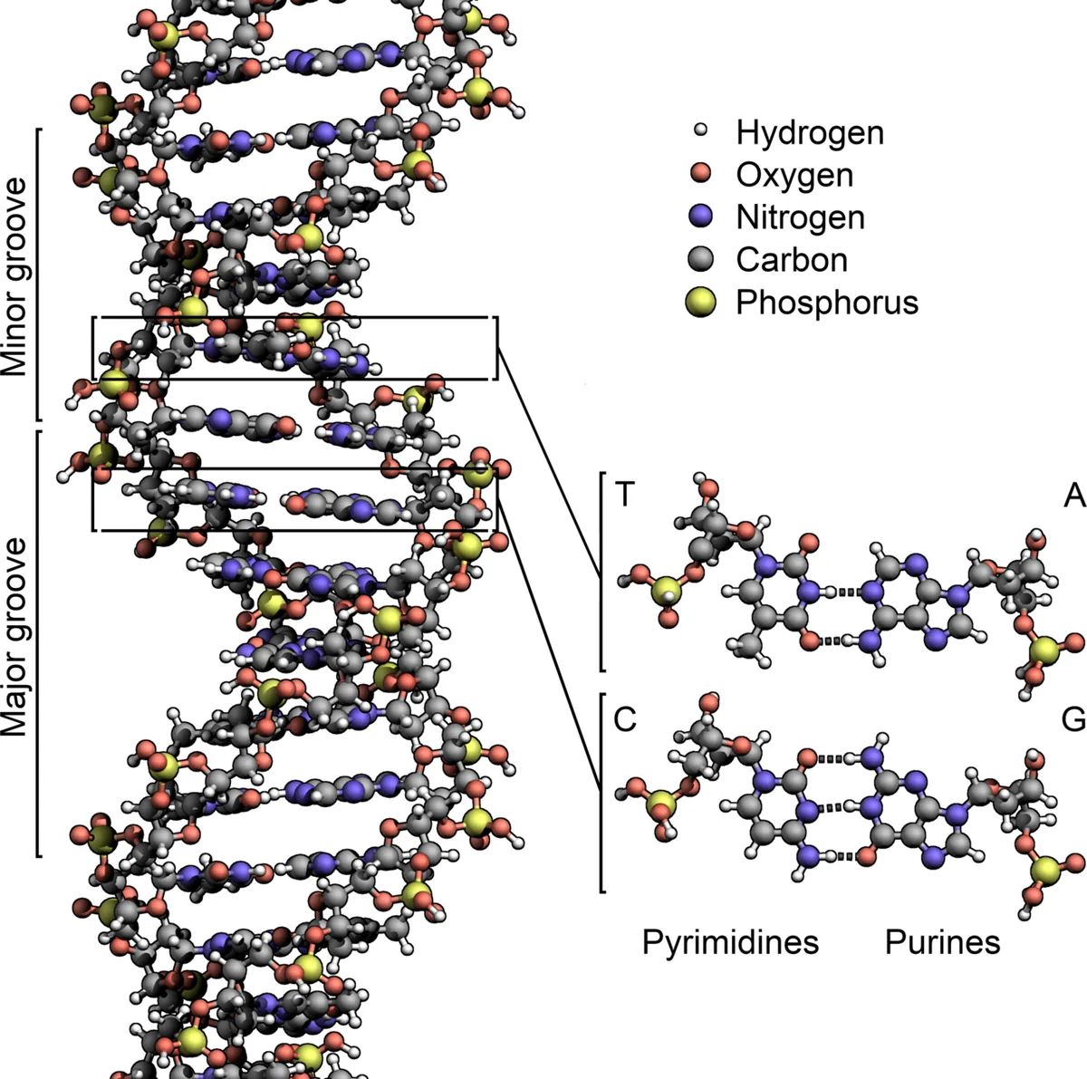 Diagram of the DNA double helix: the two twisted strands, with the paired letters in the middle and a key to the four letters.