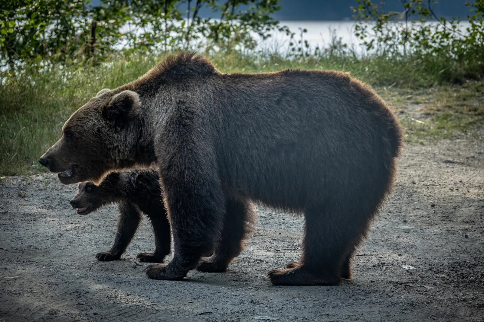 A female bear and her cub at the edge of the Transfăgărășan road, by Lake Vidraru, in August 2021.