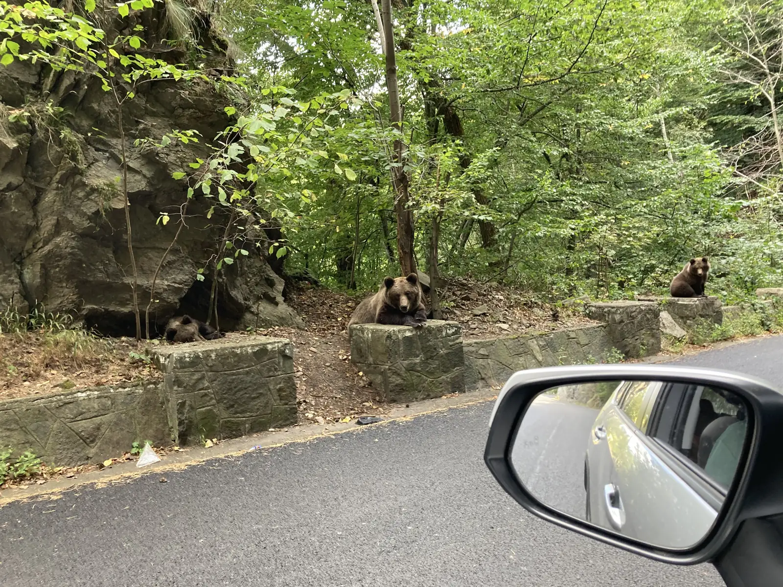 Bears waiting on the Transfăgărășan roadside wall, seen from a car, in September 2023. On this road, bears learn to wait for food from tourists.