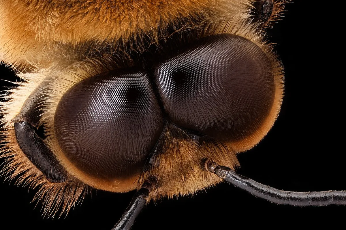 Close-up photograph of a bee's head: two large faceted eyes and, between them on top, three small shiny simple eyes.