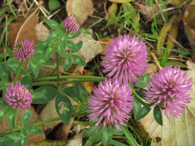 A pink-purple head of red clover, photographed close.