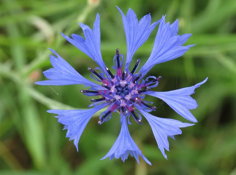 A blue cornflower in bloom, photographed close.