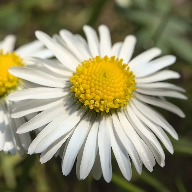 A small white daisy with a yellow middle, photographed close.