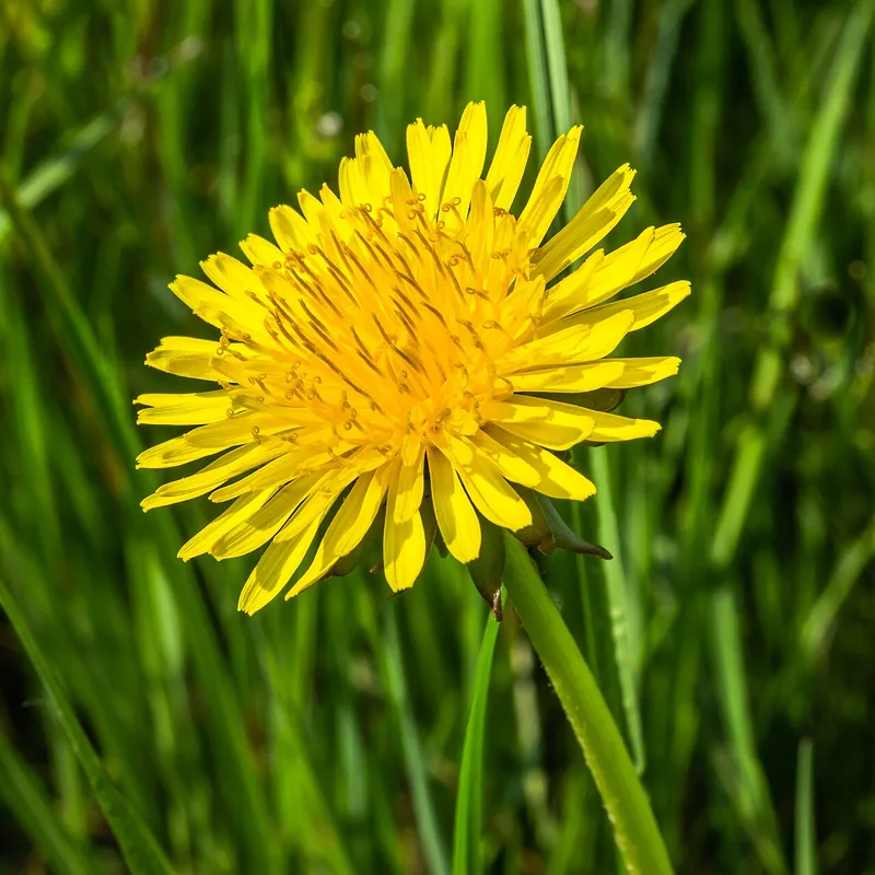 A yellow dandelion in bloom, photographed close.