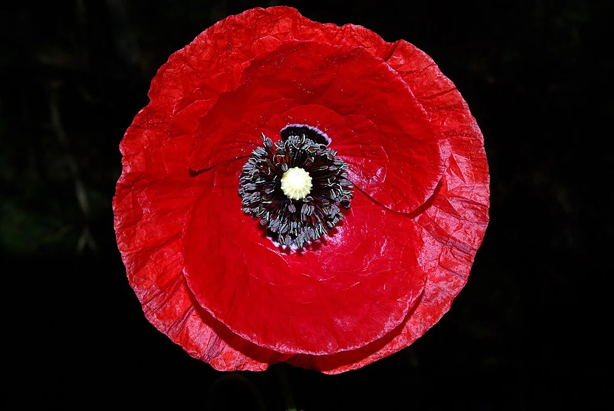 A red poppy in bloom, photographed close, with red petals and a dark middle.
