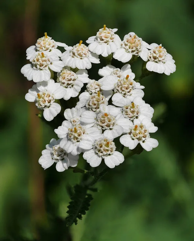 The white flower head of yarrow, photographed close.