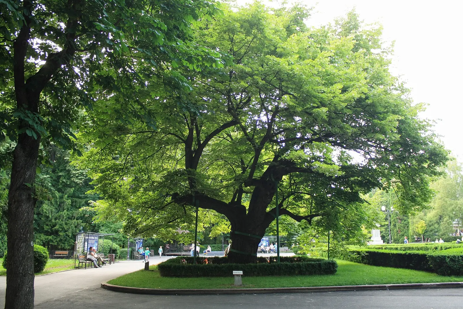 Teiul lui Eminescu din Parcul Copou, sprijinit pe console metalice