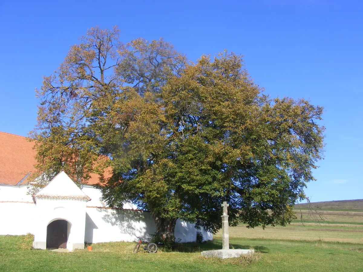 Teiul din Leliceni, într-o fotografie din 2010