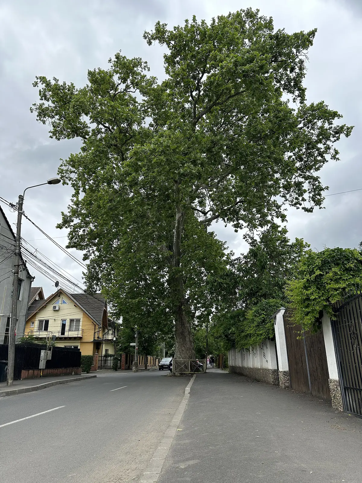 Pomul gros, platanul de pe strada Pomiculturii din Timișoara