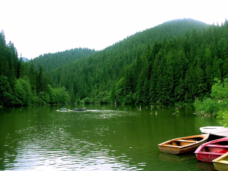 Lacul Roșu, cu trunchiuri de copaci ieșind din apă, înconjurat de pădure.