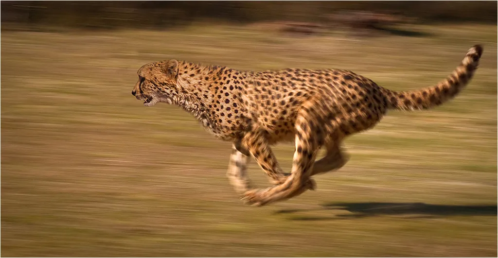 Un ghepard în plină alergare, surprins din lateral, cu toate cele patru picioare în aer.