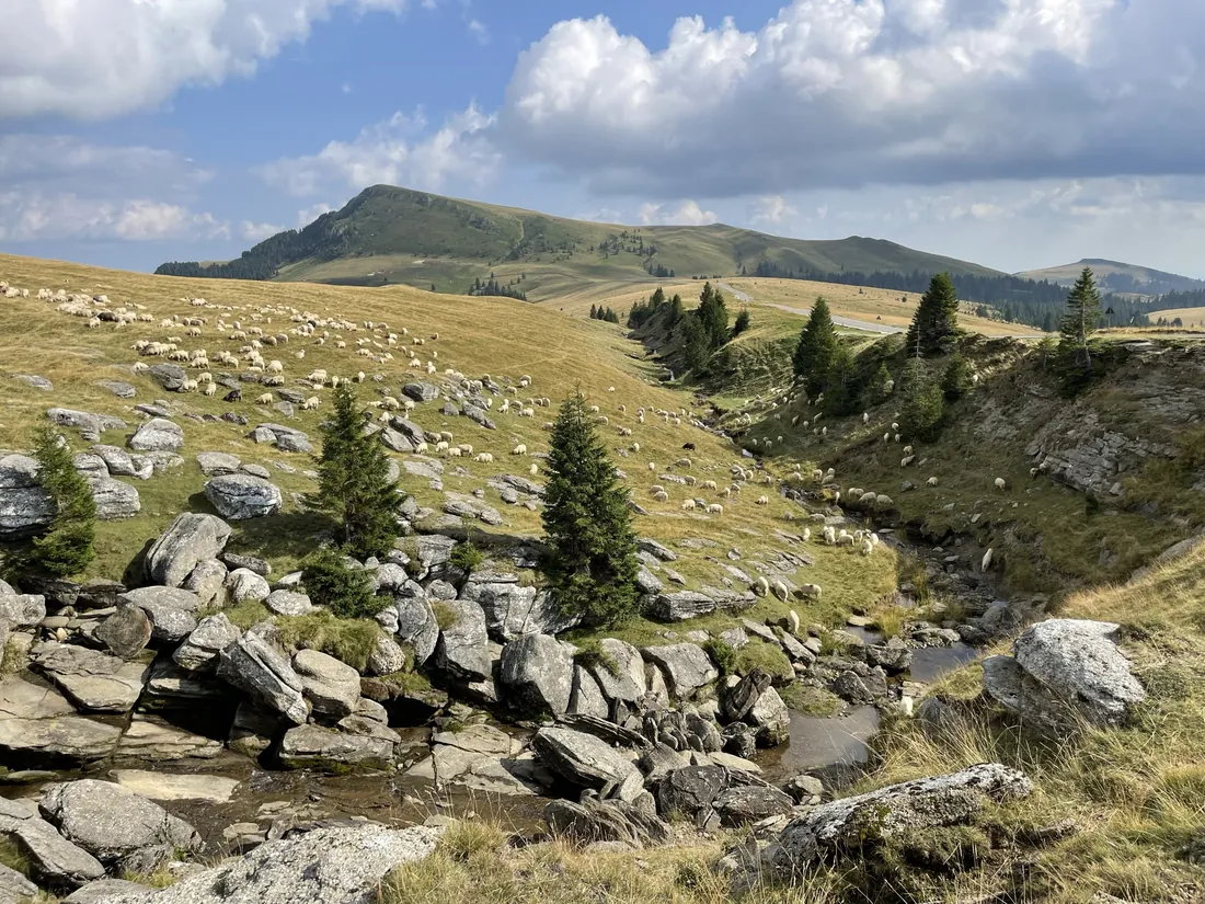 Shepherding in the Bucegi mountains