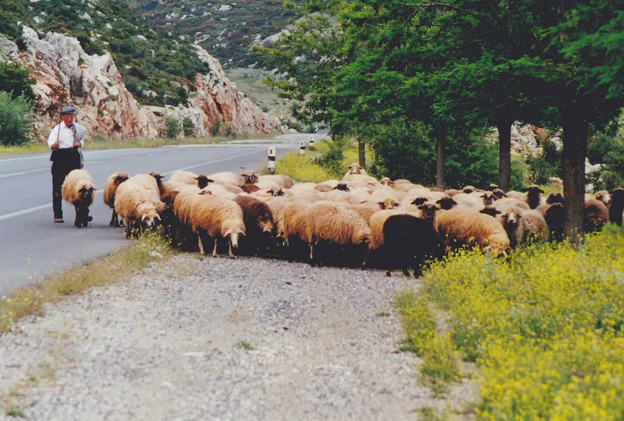 A large flock of sheep in Greece