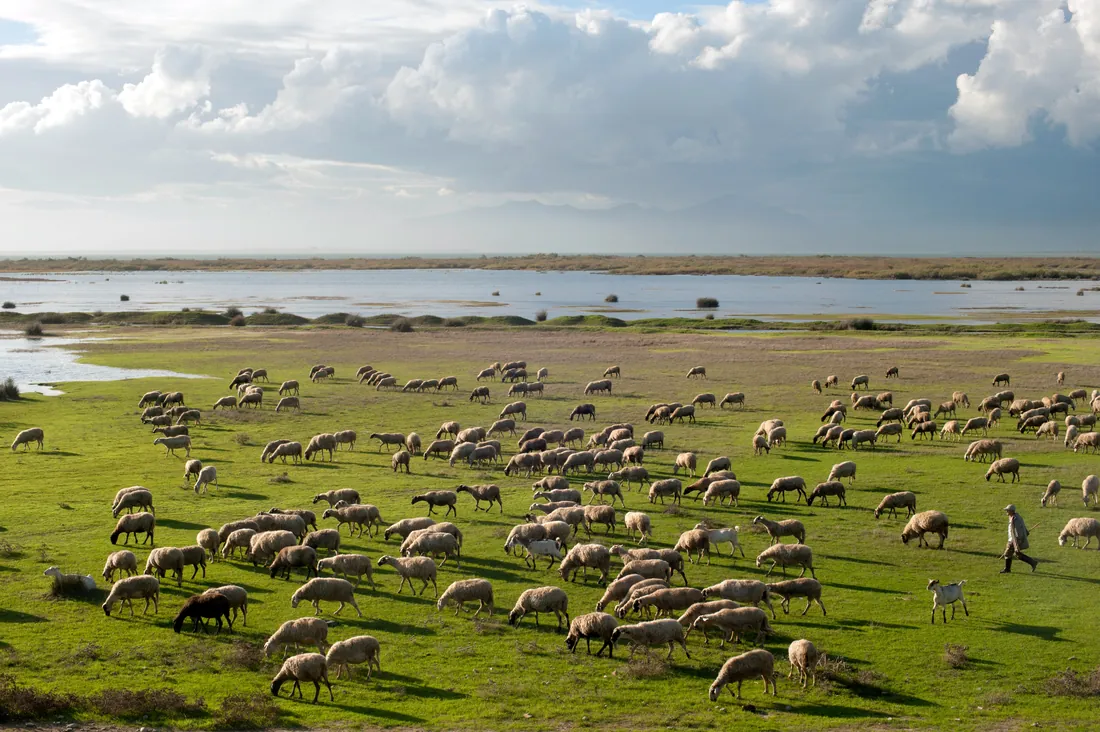 A shepherd at Lake Vistonida