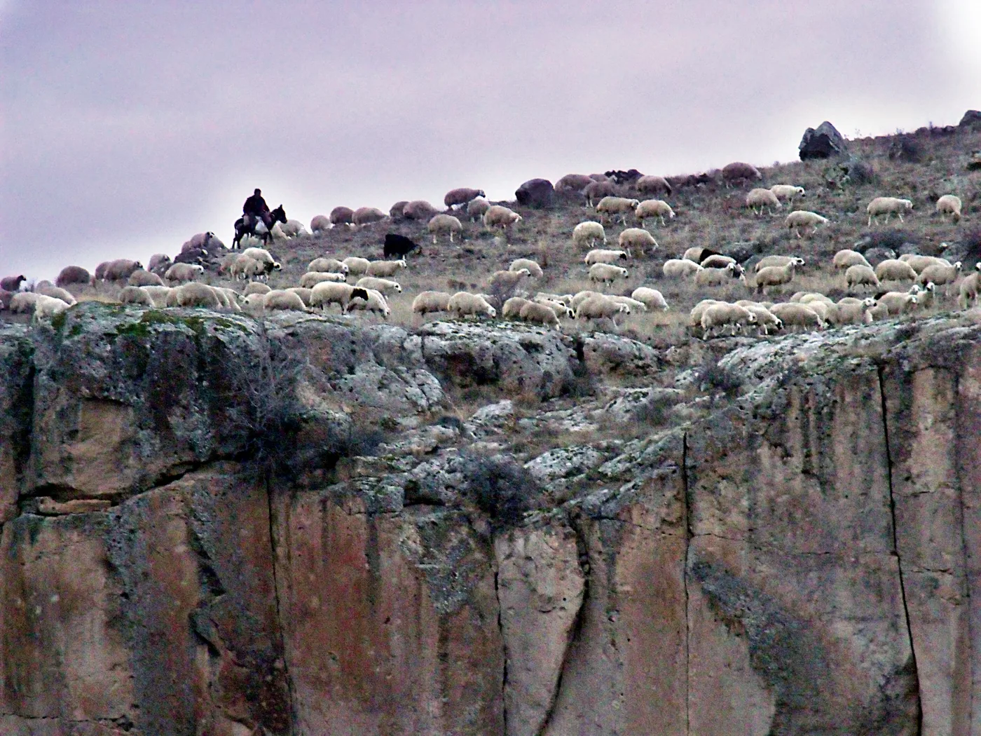 A shepherd with his sheep in Turkey