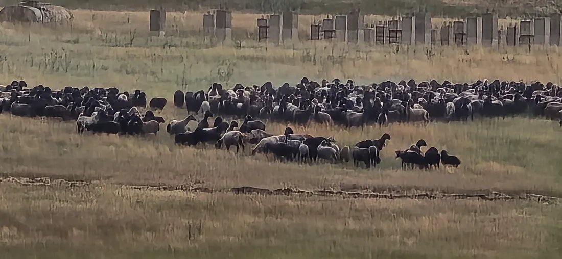 Sheep in the Tarutino steppe