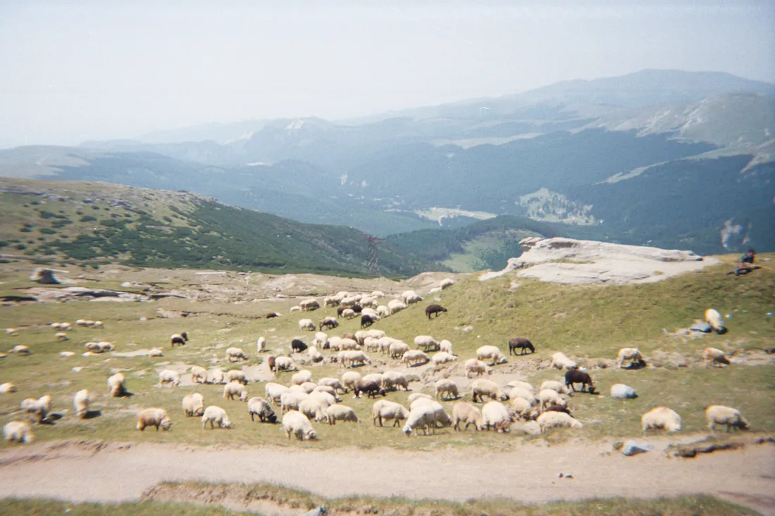 A flock on transhumance in the Bucegi